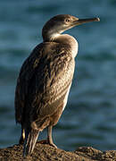 European Shag