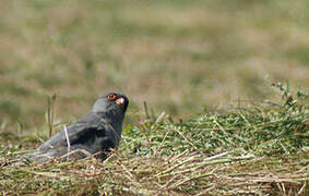 Red-footed Falcon