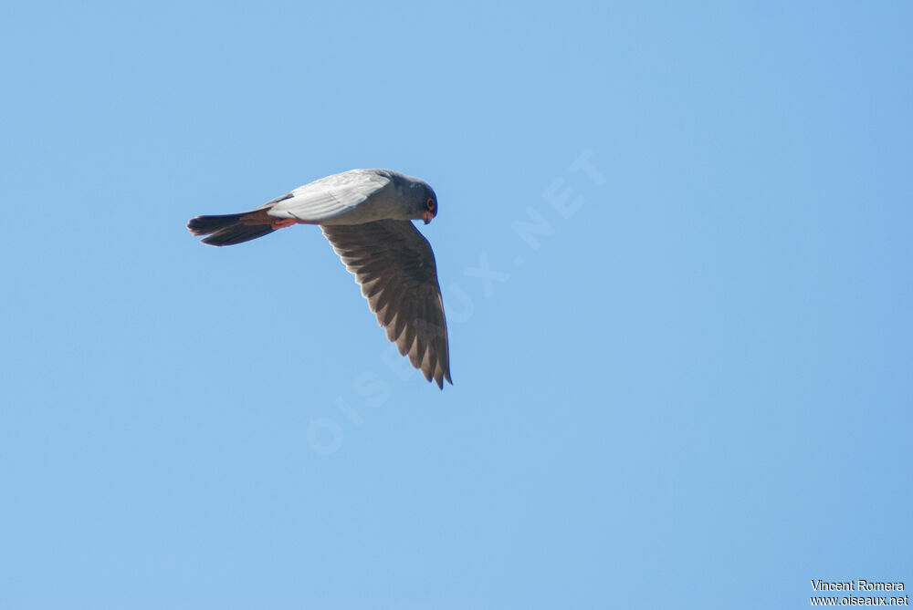 Red-footed Falconadult