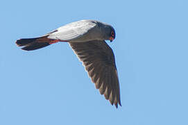 Red-footed Falcon