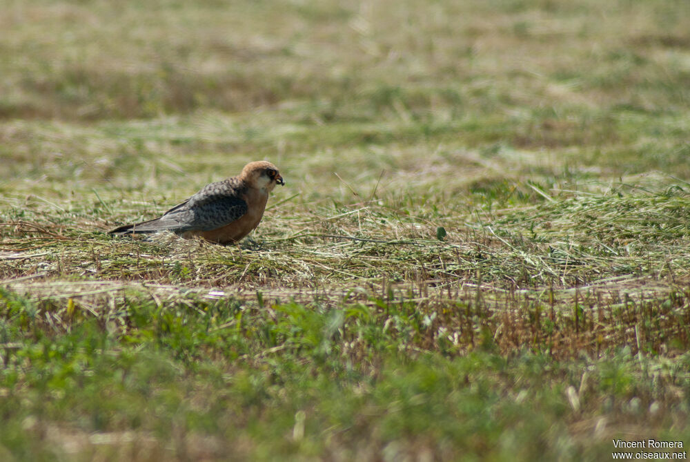 Red-footed Falconadult