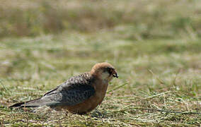 Red-footed Falcon