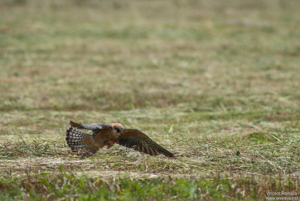 Red-footed Falconadult