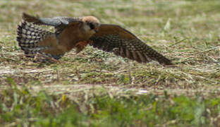 Red-footed Falcon