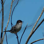 Sardinian Warbler