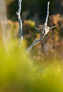 Marmora's Warbler