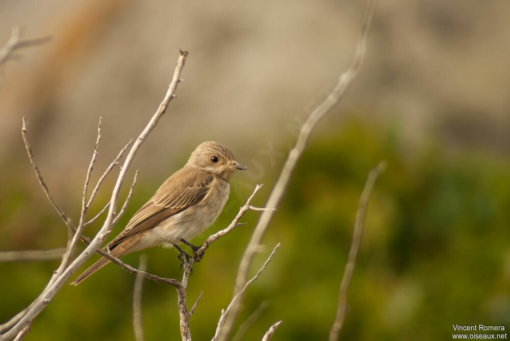 Spotted Flycatcheradult