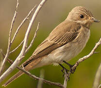 Spotted Flycatcher