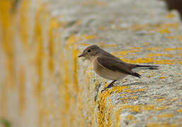 Red-breasted Flycatcher