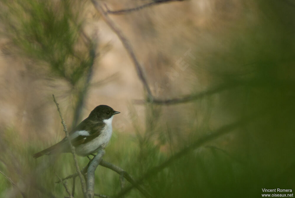 European Pied Flycatcher