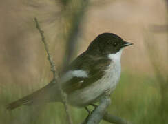 European Pied Flycatcher