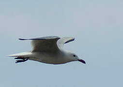 Audouin's Gull