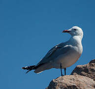 Audouin's Gull