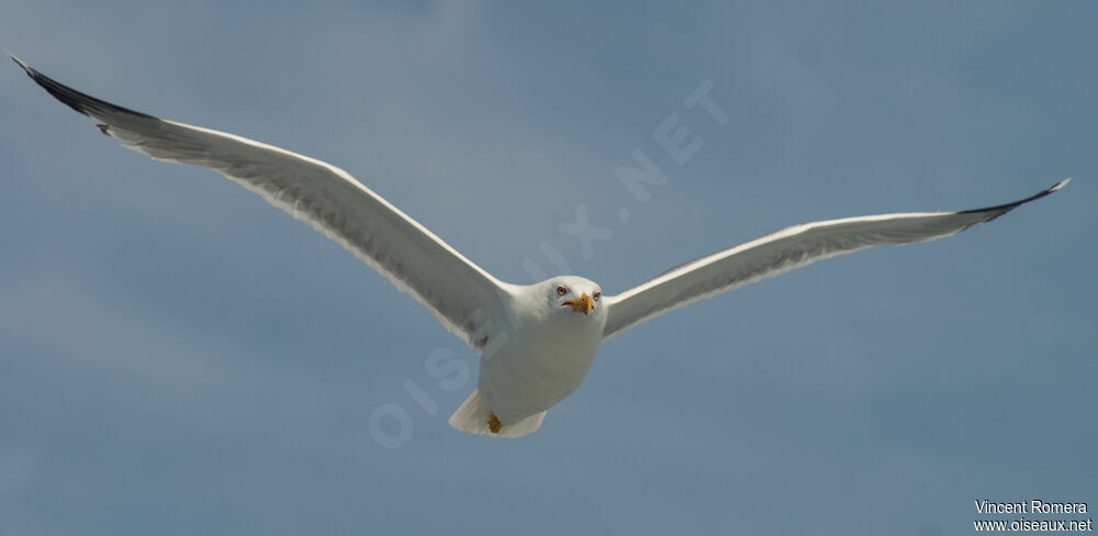 Yellow-legged Gulladult breeding