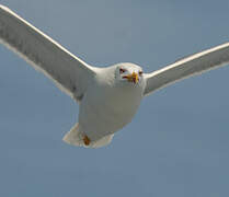 Yellow-legged Gull