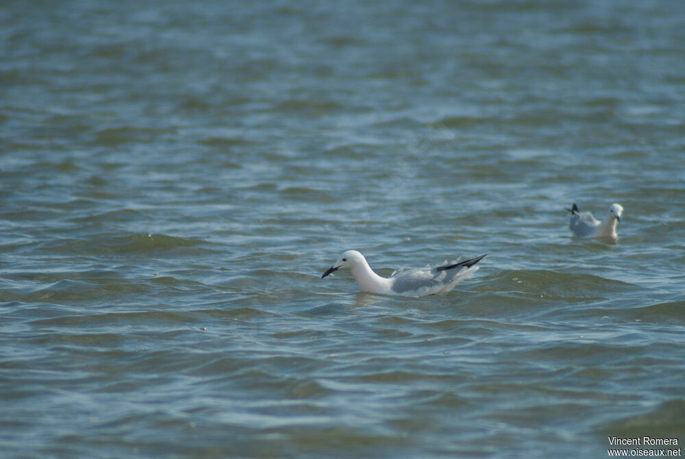 Slender-billed Gulladult