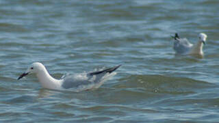 Slender-billed Gull