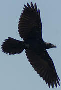 Northern Raven