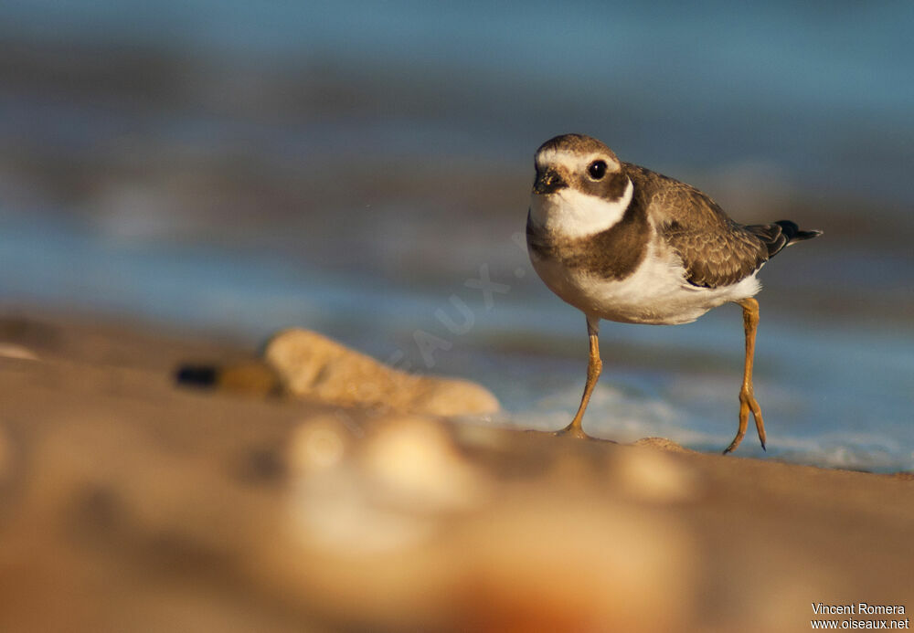 Common Ringed PloverFirst year