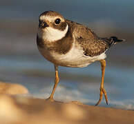 Common Ringed Plover