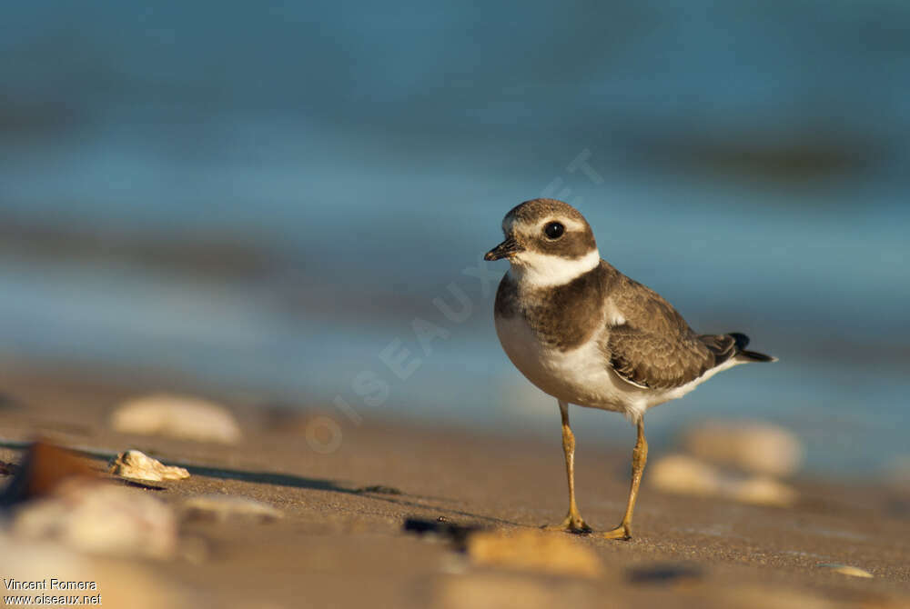 Common Ringed PloverFirst year, identification