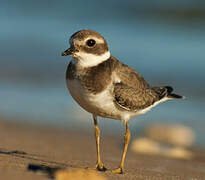 Common Ringed Plover