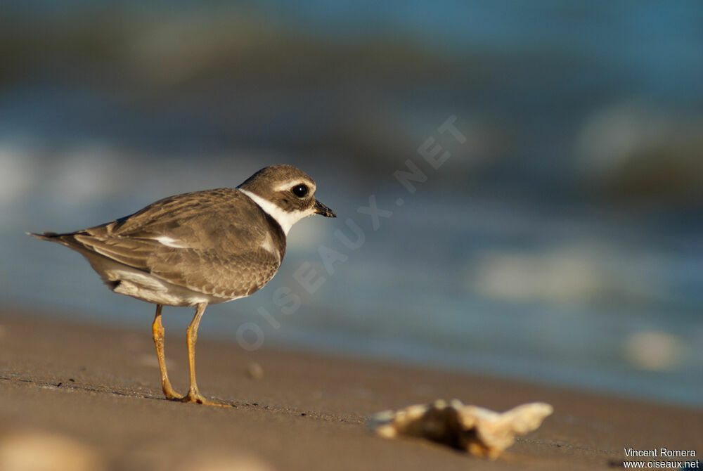 Common Ringed Plover