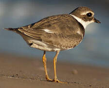 Common Ringed Plover