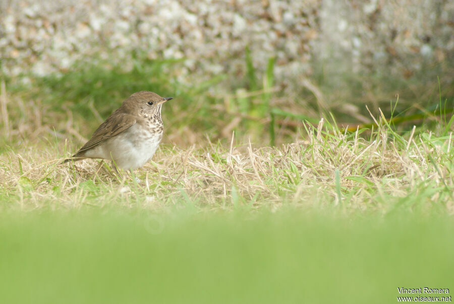 Grey-cheeked ThrushFirst year