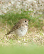 Grey-cheeked Thrush