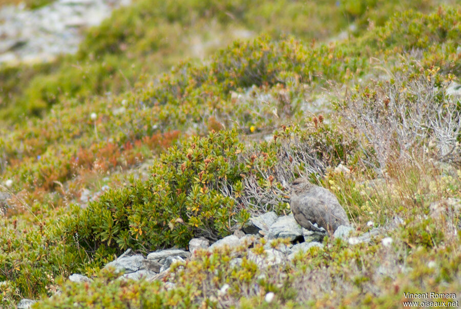 Rock PtarmiganFirst year