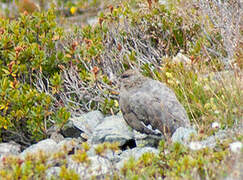 Rock Ptarmigan