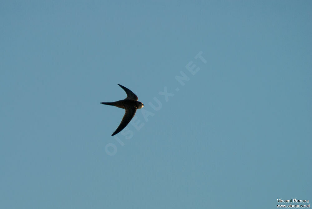 Pallid Swiftadult