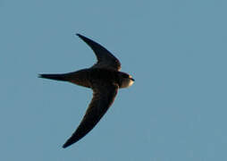 Pallid Swift