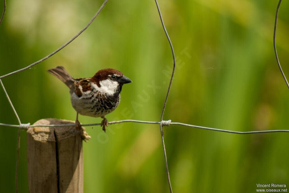 Moineau cisalpin mâle adulte