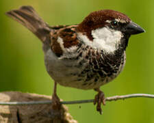 Moineau cisalpin