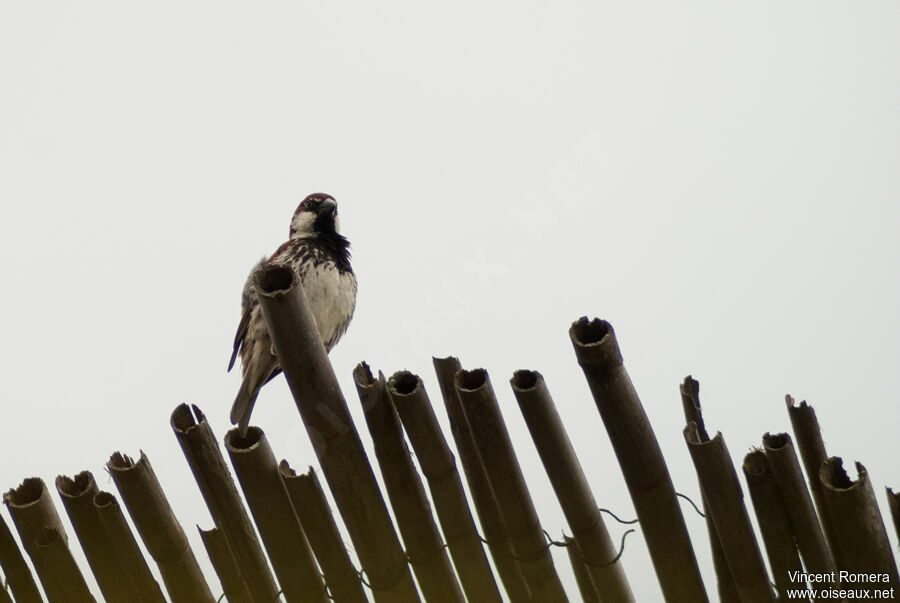 Spanish Sparrow male adult breeding