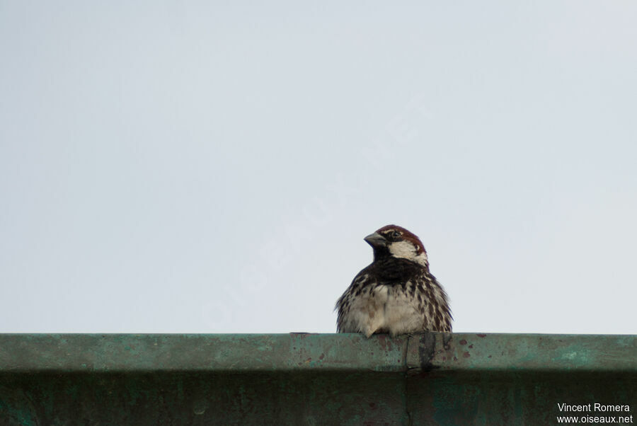 Moineau espagnol mâle adulte nuptial