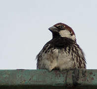 Spanish Sparrow