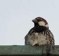 Spanish Sparrow