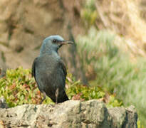 Blue Rock Thrush