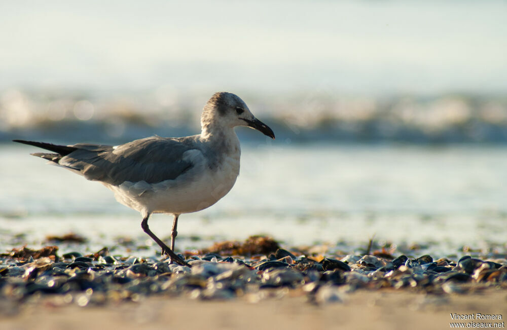 Laughing GullSecond year, feeding habits