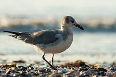 Mouette atricille