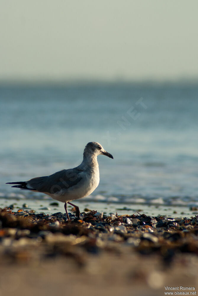 Mouette atricille2ème année