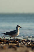 Mouette atricille