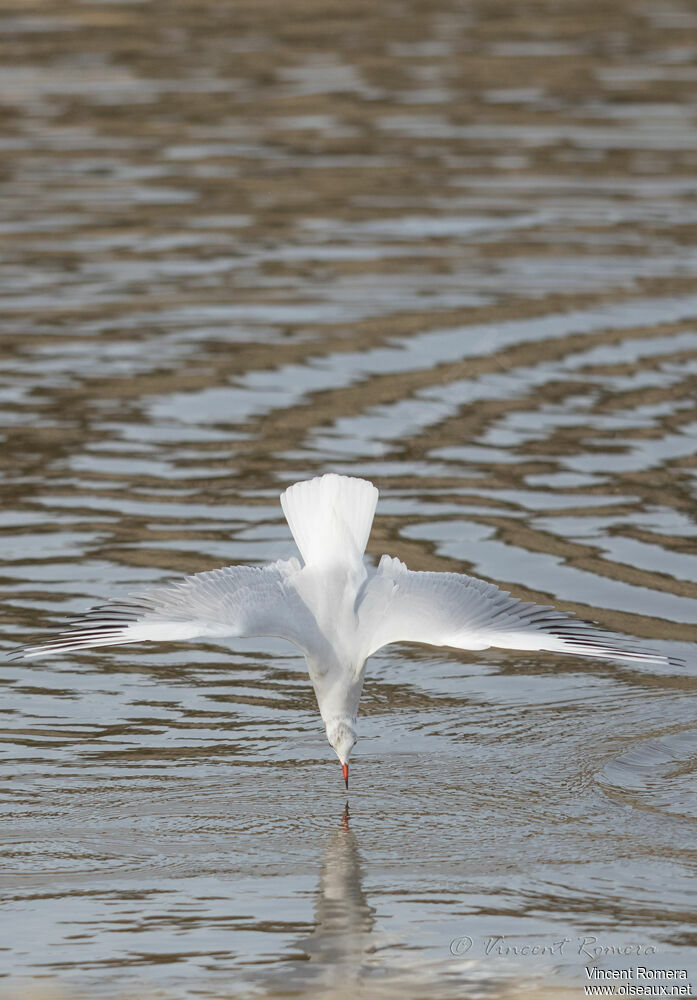 Black-headed Gull