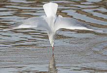 Mouette rieuse