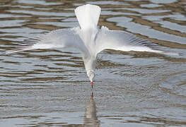 Black-headed Gull