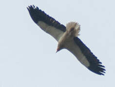 Egyptian Vulture