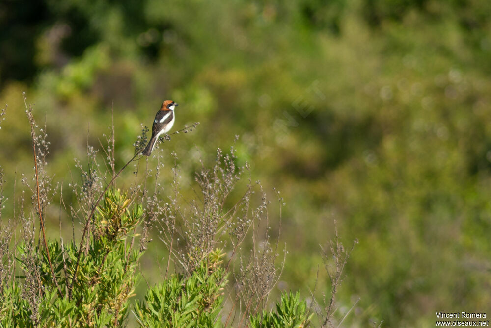 Woodchat Shrike